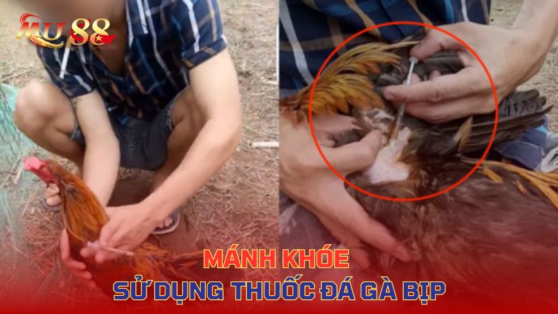 Mánh khóe sử dụng thuốc đá gà bịp