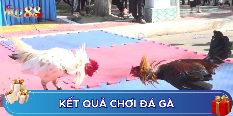 Kết quả chơi đá gà
