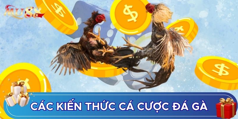 Các kiến thức cá cược đá gà